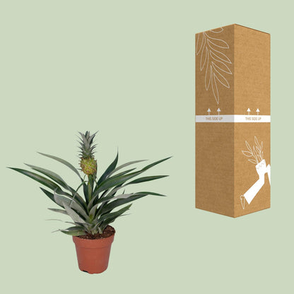 Ananas-Pflanze Bromelia - Ø12cm - ↕30cm bei Pflanzfix24.de - Pflanzfix24.de
