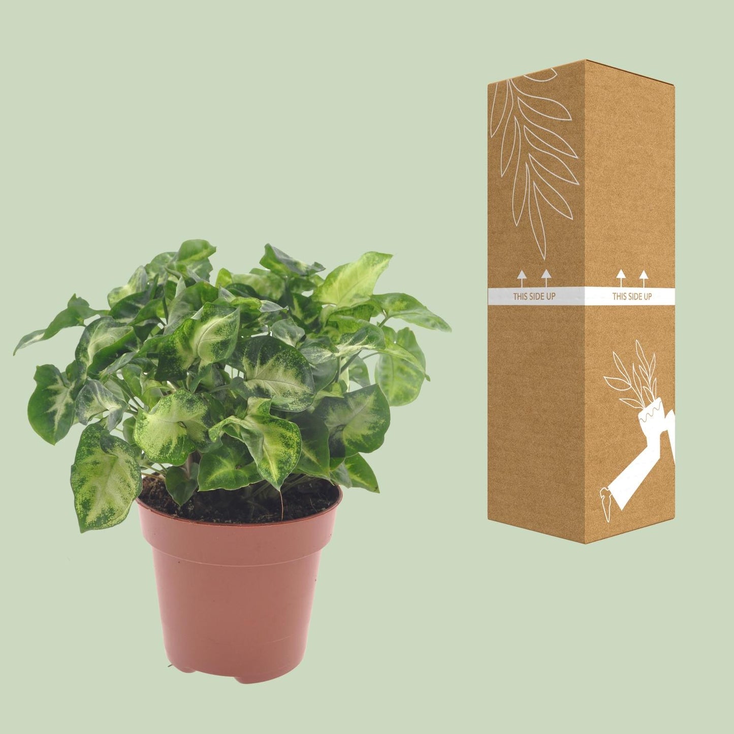 Syngonium Pixie Ø12cm – pflegeleichte Zimmerpflanze bei Pflanzfix24