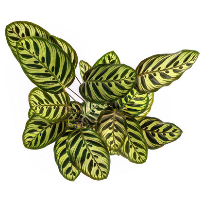 Calathea Makoyana Ø17cm - Pflanzfix24