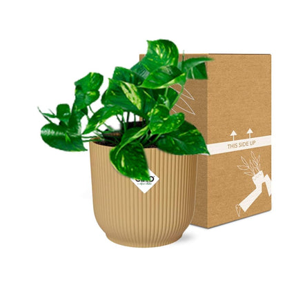 Epipremnum Pinnatum 'Aureum' in ELHO Vibes Fold 14cm gelb - pflanzfix24