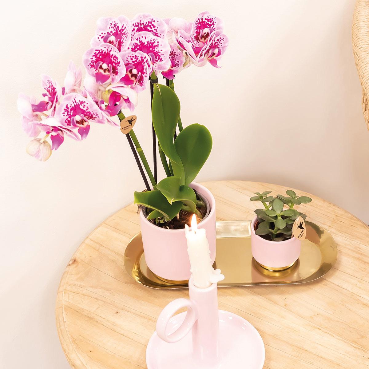 Phalaenopsis Orchidee Rosa-Lila | Diamond-Linie | Pflanzfix24.de - Pflanzfix24.de