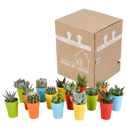 Cactus en vetplanten Mischung 5,5 cm | 15 stück - in gekleurde plasticpot - Pflanzfix24.de - Pflanzfix24.de