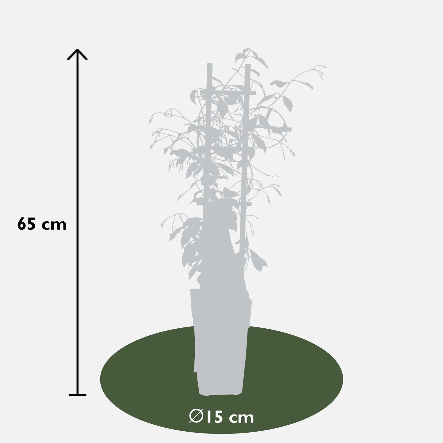 3x Trachelospermum Mix - pflanzfix24