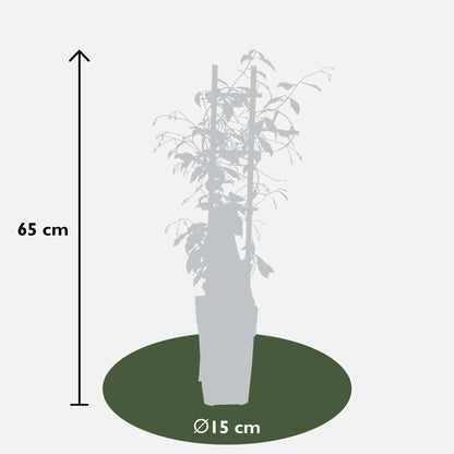 3x Trachelospermum Mix - pflanzfix24