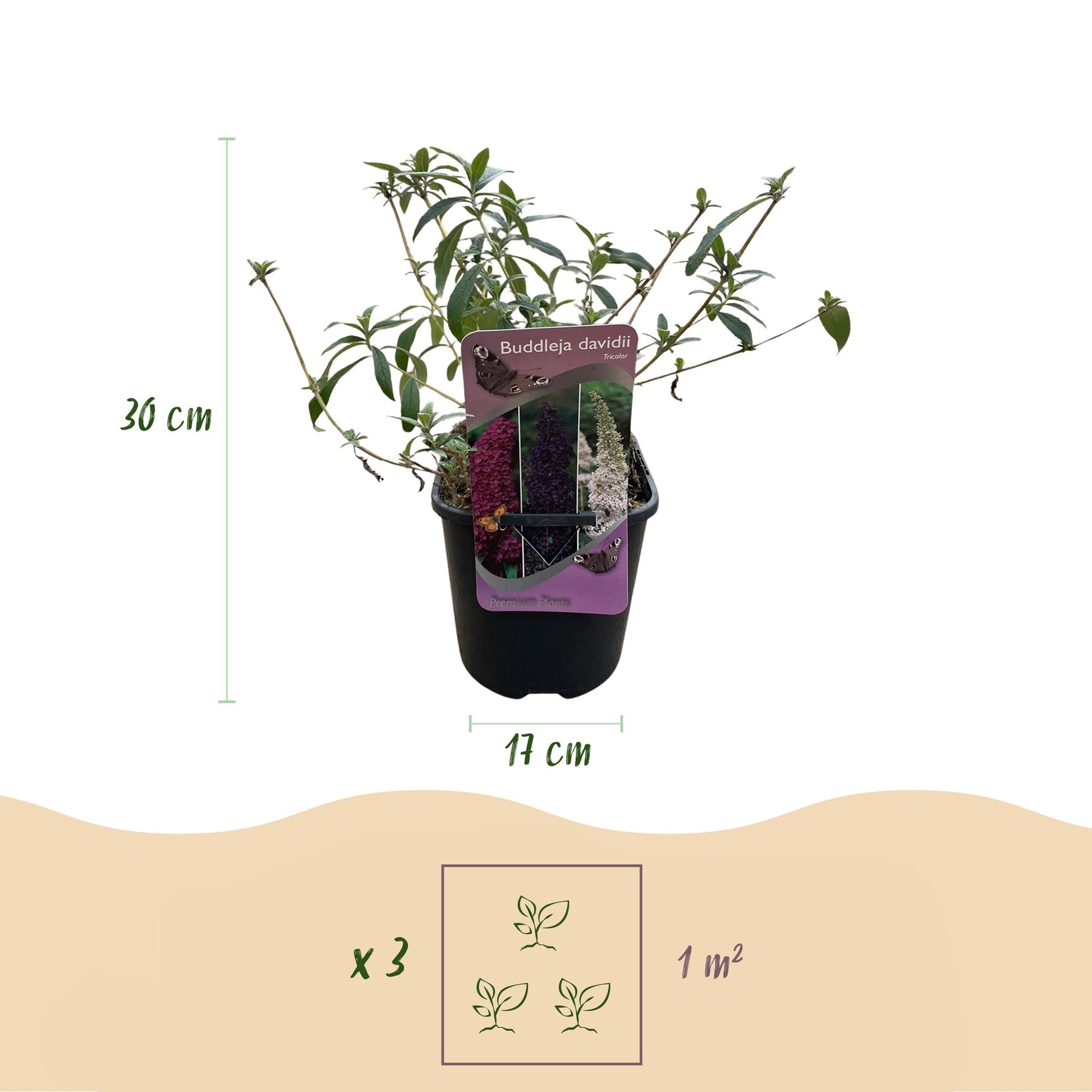 Pflanzfix24.de - Schmetterlingsstrauch - Buddleja davidii Tricolour - 3er Set - Blüten Rosa, Weiß und Lila - 1m2 - Pflanzfix24.de