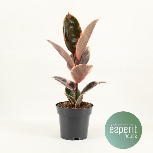 Ficus Elastica Belize (R) - Ø14cm - ↕45cm - Pflanzfix24