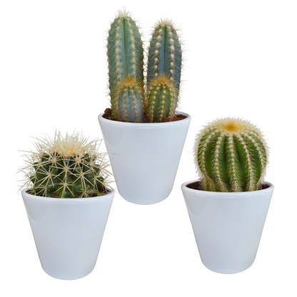 Kakteenmischung 8,5 cm - 3x - in witte pot von Pflanzfix24.de - Pflanzfix24.de