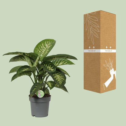 Dieffenbachia Mars - Ø19cm - ↕60cm - Pflanzfix24