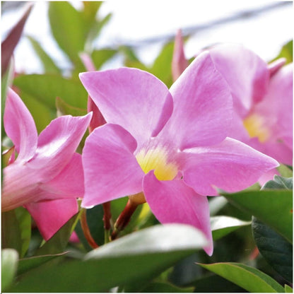 6 x Dipladenia Pink - Mandevilla Pink - pflanzfix24