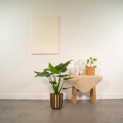 Alocasia Cucullata - Ø19cm - ↕65cm + Topf Mayk Gold - Pflanzfix24