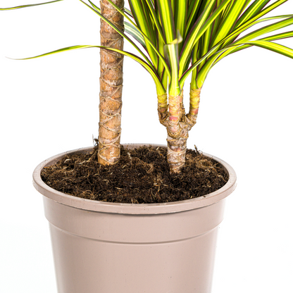 Dracaena Marginata Sunray Ø19cm - Pflanzfix24