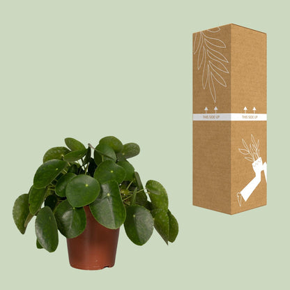 Pilea Peperomiodes - Pfannkuchenfabrik - Ø15cm - ↕25cm - Pflanzfix24