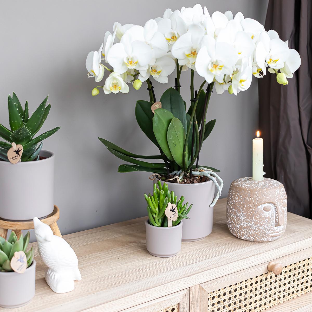 Crassula Hobbit Ø6 cm – Pflanzfix24.de - Pflanzfix24.de
