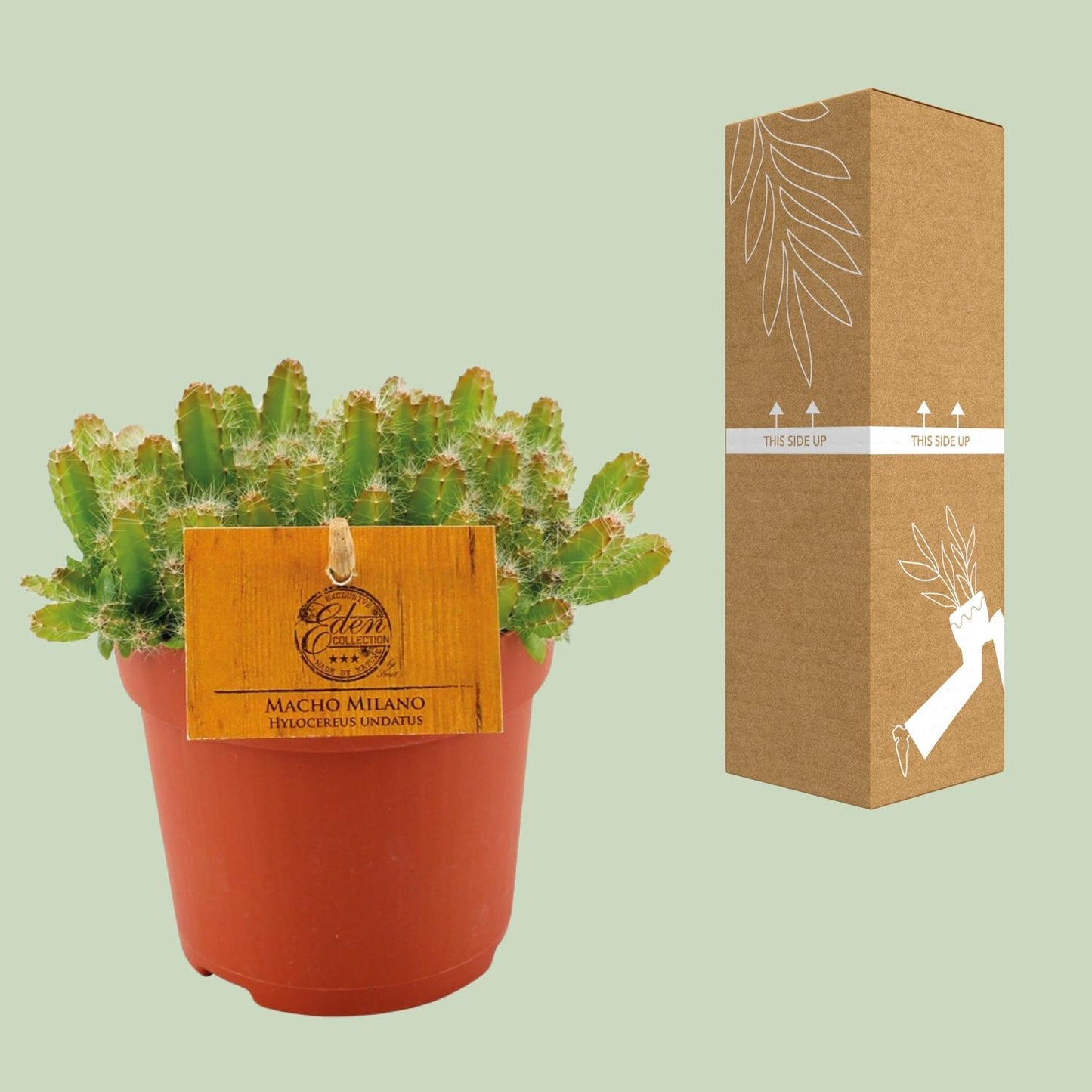 Hylocereus Undatus - Pflanzfix24.de - Pflanzfix24.de