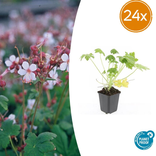24x Geranium macr. 'Spessart' - ↕10-25cm - Ø9cm - Pflanzfix24