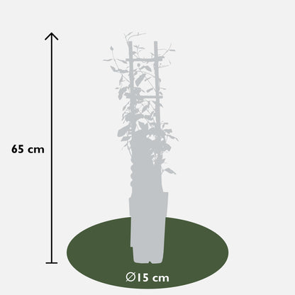 2x - Trachelospermum 'Star of Toscana' - ↨65cm - Ø15 - Pflanzfix24