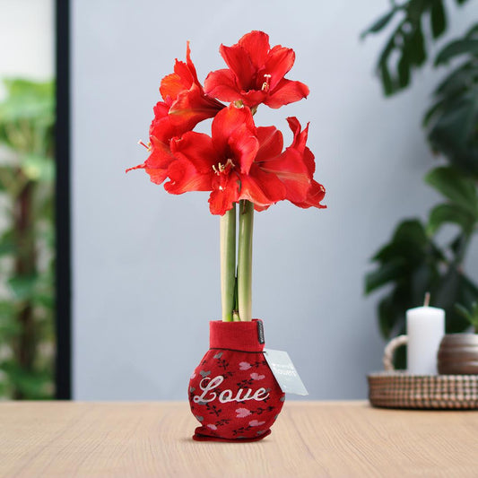 No Water Flowers® (wax amaryllis) | Fashionz Love - Red + Red flower - Pflanzfix24