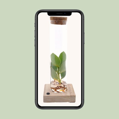Clusia In Tube Glas + LED - Ø5cm - ↕10cm - Pflanzfix24.de - Pflanzfix24.de