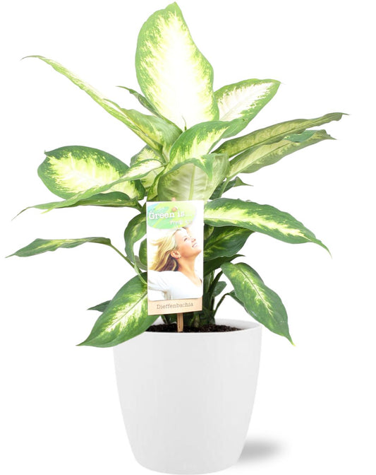 Dieffenbachia Camilla - Ø17cm + Pot Brussels D18x17cm - Weiß - Pflanzfix24