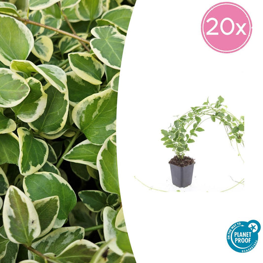 20x Vinca major 'Variegata' - ↕10-25cm - Ø9cm - Pflanzfix24.de - Pflanzfix24.de
