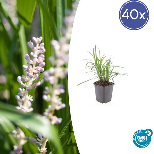 40x Liriope muscari 'Monroe White' - Pflanzfix24.de - Pflanzfix24.de