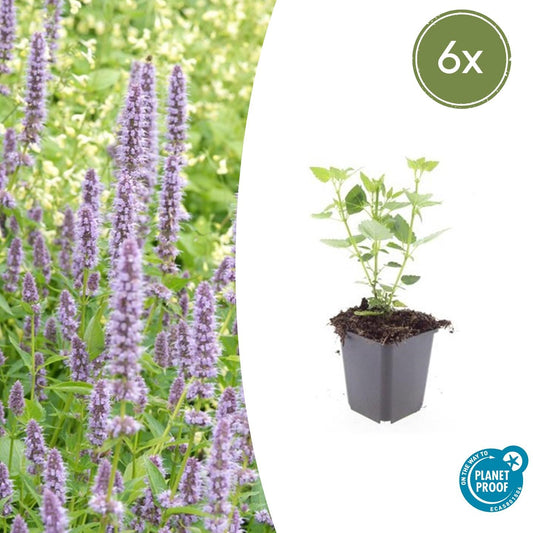 6x Agastache 'Blue Fortune' - Pflanzfix24.de - Pflanzfix24.de