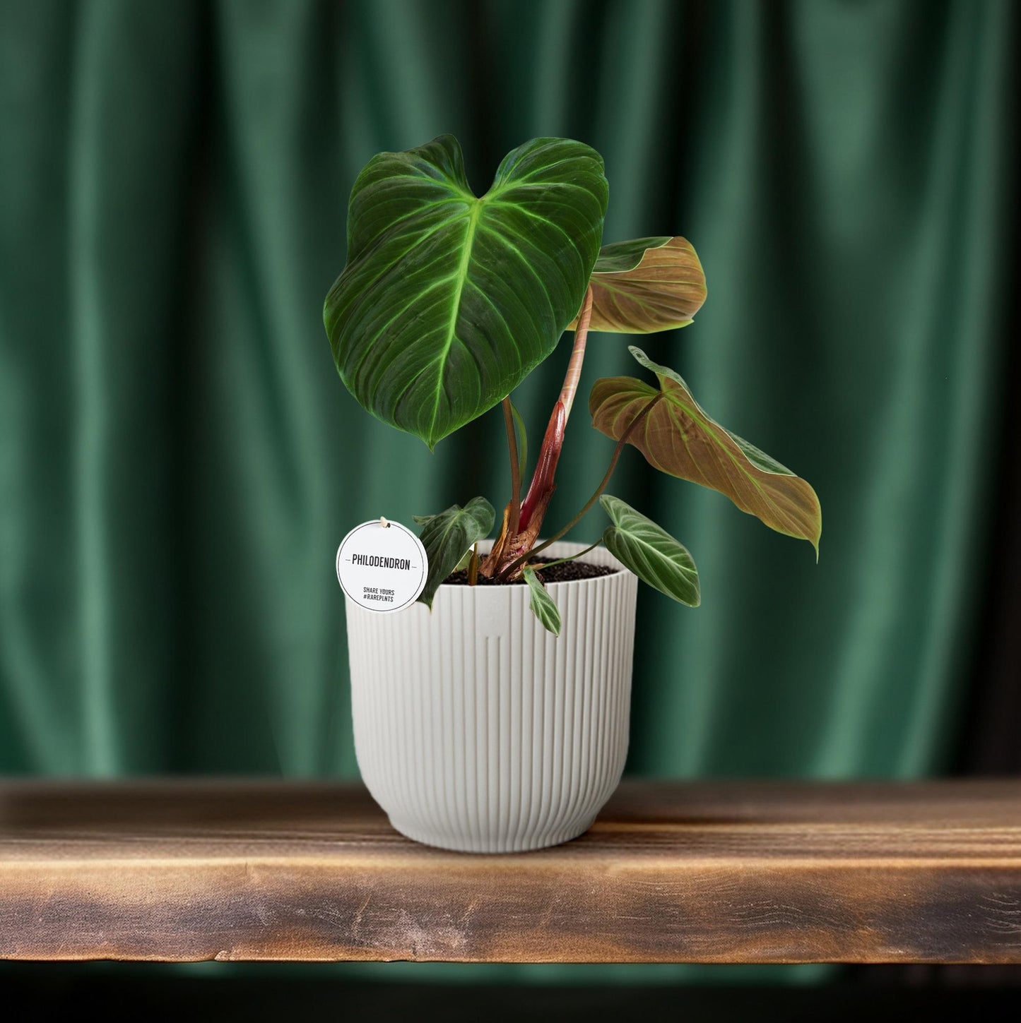 Philodendron El Choco Red - Ø15cm - ↕50cm - Pflanzfix24