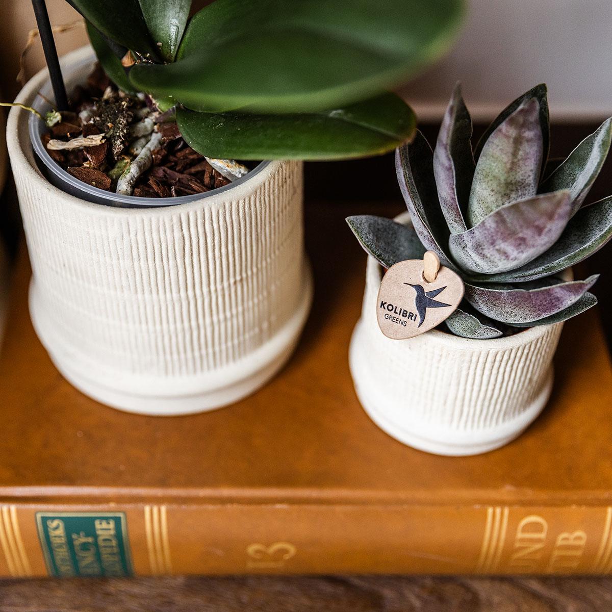 Bali Blumentopf Off White Ø6cm – Kleiner Keramiktopf mit Rillenstruktur für Sukkulenten | Kolibri Home pflanzfix24.de - Pflanzfix24.de