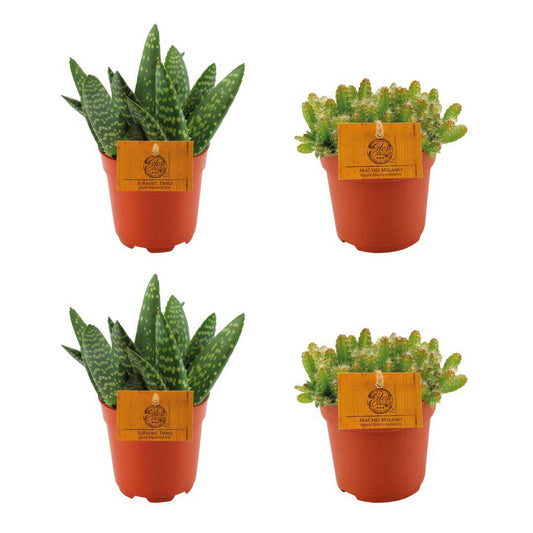 2x Aloe Paradisicum + 2x Hylocereus Undatus - 4 Stück - Ø10.5cm - bei Pflanzfix24