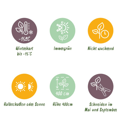 GreenboutiQ - Ligustrum ovalifolium Heckenpflanzen - 6 Pflanzen - Pflanzfix24.de - Pflanzfix24.de