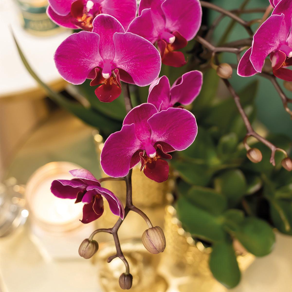 Lila Phalaenopsis Orchidee Mineral Wien + Diamond Gold Topf Ø9cm – Pflanzfix24.de - Pflanzfix24.de
