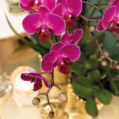 Lila Phalaenopsis Orchidee Mineral Wien + Diamond Gold Topf Ø9cm – Pflanzfix24.de - Pflanzfix24.de