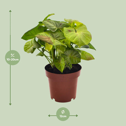 Syngonium Milk Confetti - Ø12cm - ↕20cm - Pflanzfix24