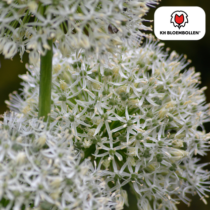 Allium White Giant 5 stuks - Pflanzfix24