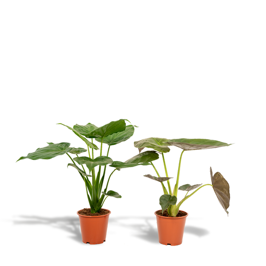 Alocasia Cucullata & Alocasia Wentii - Zimmerpflanzen-Set - Pflanzfix24.de - Pflanzfix24.de