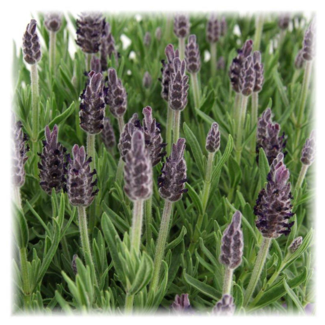 Lavandula stoechas Anouk® - Set van 6 kuiflavendel - Pflanzfix24.de - Pflanzfix24.de