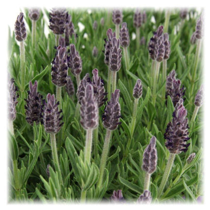 Lavandula stoechas Anouk® - Set van 6 kuiflavendel - Pflanzfix24.de - Pflanzfix24.de