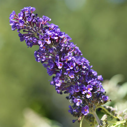 Pflanzfix24.de - Schmetterlingsstrauch - Buddleja davidii Purple Emperor - 1 Pflanze - Topf 17cm - Pflanzfix24.de