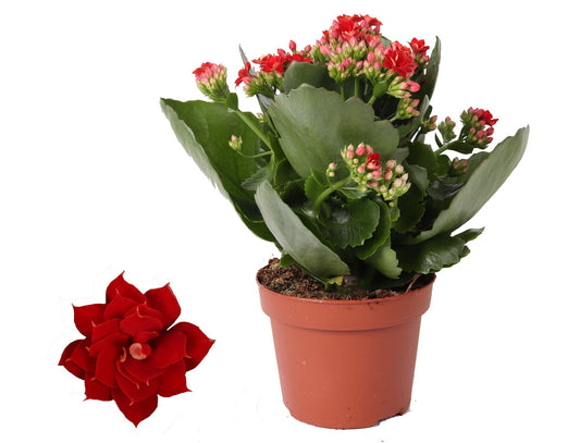 Kalanchoe Rosalina Don Justino Rood Ø12cm – Pflanzfix24