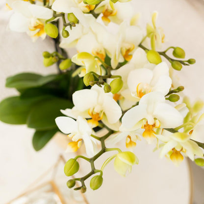 Kolibri Orchideen Phalaenopsis Lausanne Weiß Ø9cm – Blühende Zimmerpflanze | Pflanzfix24.de - Pflanzfix24.de