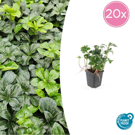 20x Pachysandra terminalis 'Green Sheen' - Pflanzfix24.de - Pflanzfix24.de