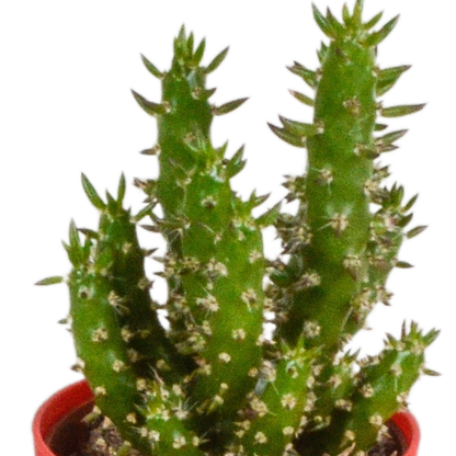 Kakteenmischung 5,5 cm - 5x - in gekleurde plasticpot - Pflanzfix24.de - Pflanzfix24.de