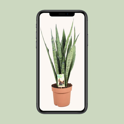 Sansevieria Zeylanica - Ø21cm - ↕75cm - Pflanzfix24