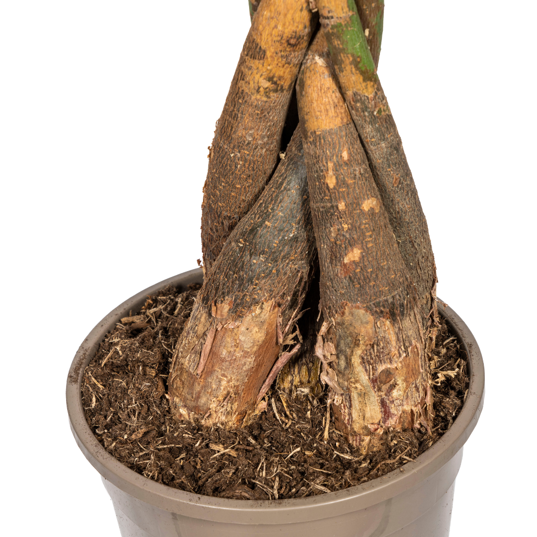 Pachira Aquatica Ø24cm - ↕120-140cm - Pflanzfix24