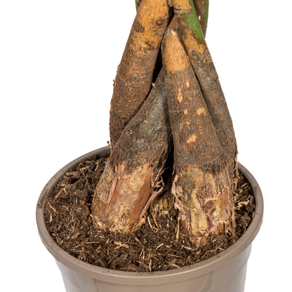 Pachira Aquatica Ø24cm - ↕120-140cm - Pflanzfix24