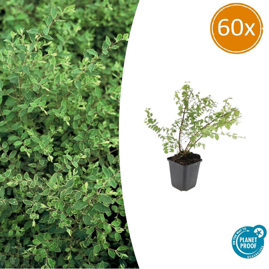 60x Symphoricarpos ch. 'Hancock' - pflanzfix24
