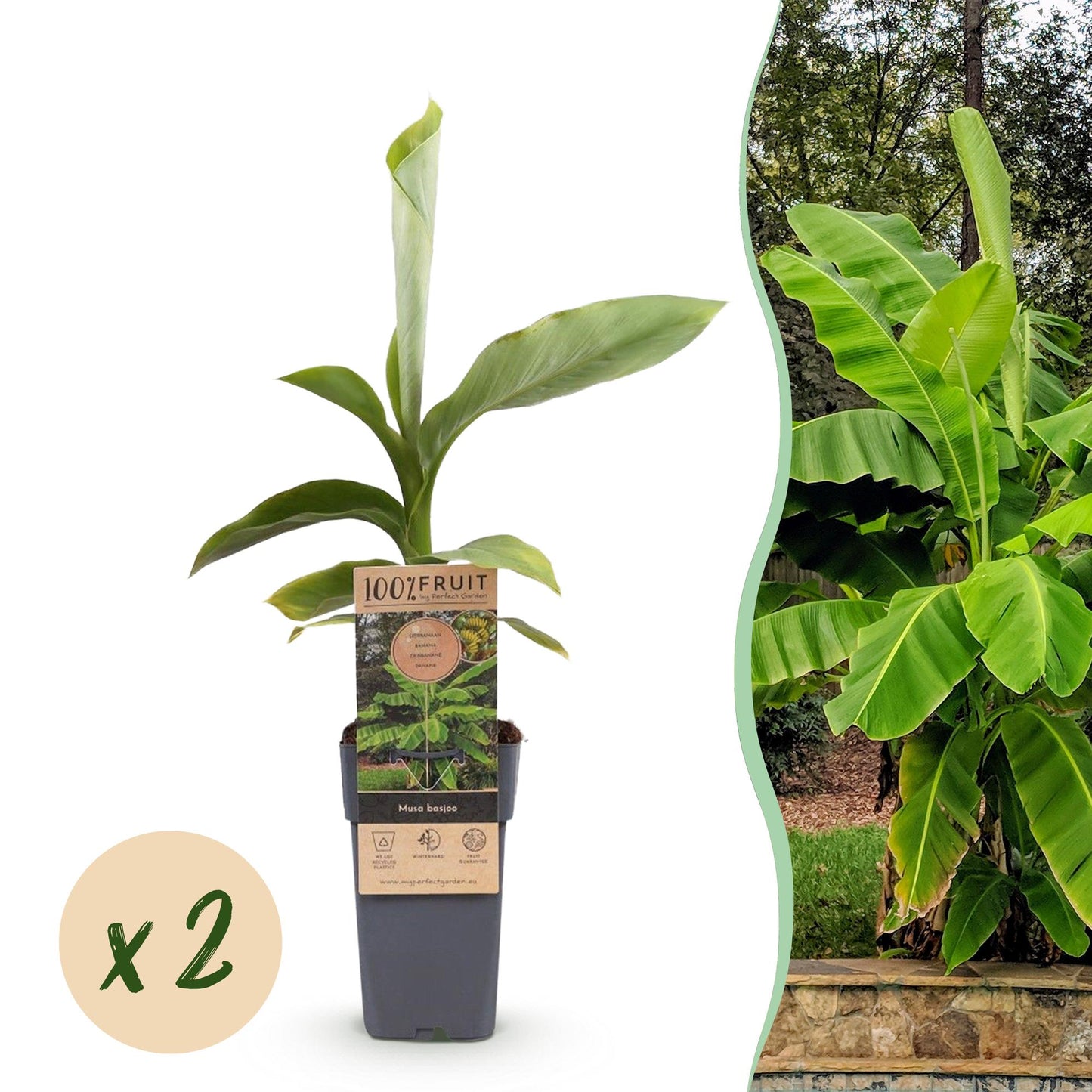 Japanische Faserbanane - Musa Basjoo - 2 Pflanzen - Topf 15cm - Pflanzfix24
