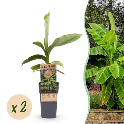 Japanische Faserbanane - Musa Basjoo - 2 Pflanzen - Topf 15cm - Pflanzfix24