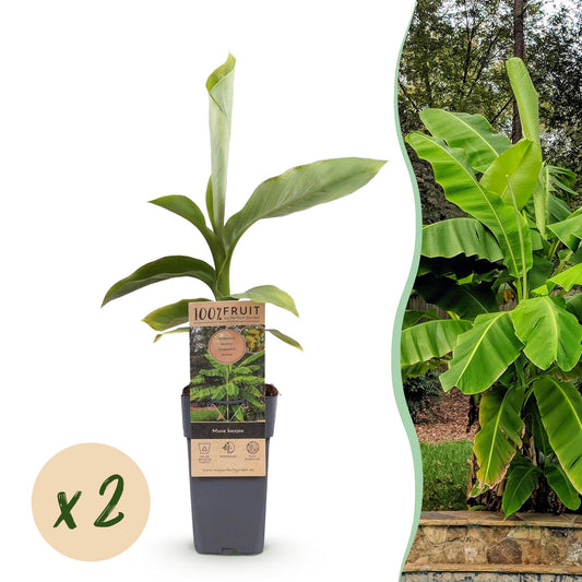 Japanische Faserbanane - Musa Basjoo - 2 Pflanzen - Topf 15cm - Pflanzfix24