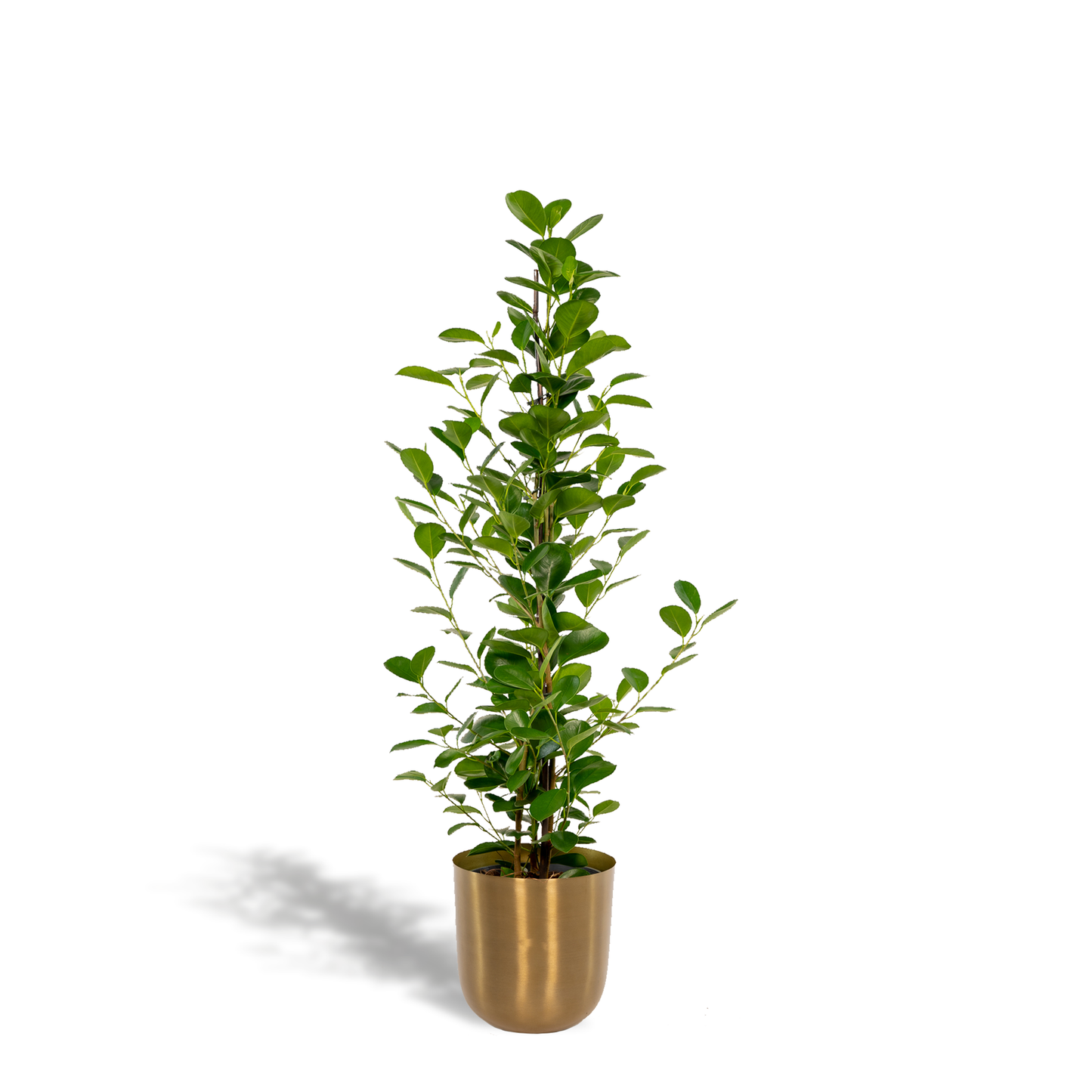 Ficus microcarpa Moclame - Ø21cm - Pflanzfix24